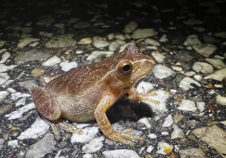 Spring Peeper